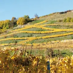 Que fait-on dans le Haut-Rhin ce week-end du 25 au 27 septembre 2026 ? 5 idées 100 % plaisir