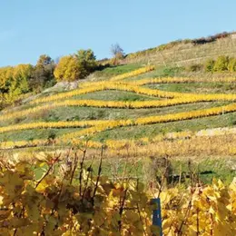 Que fait-on dans le Haut-Rhin ce week-end du 25 au 27 septembre 2026 ? 5 idées 100 % plaisir