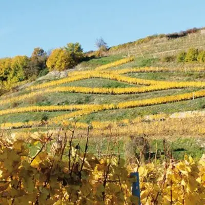 Haut-Rhin : nos 5 idées sorties du week-end