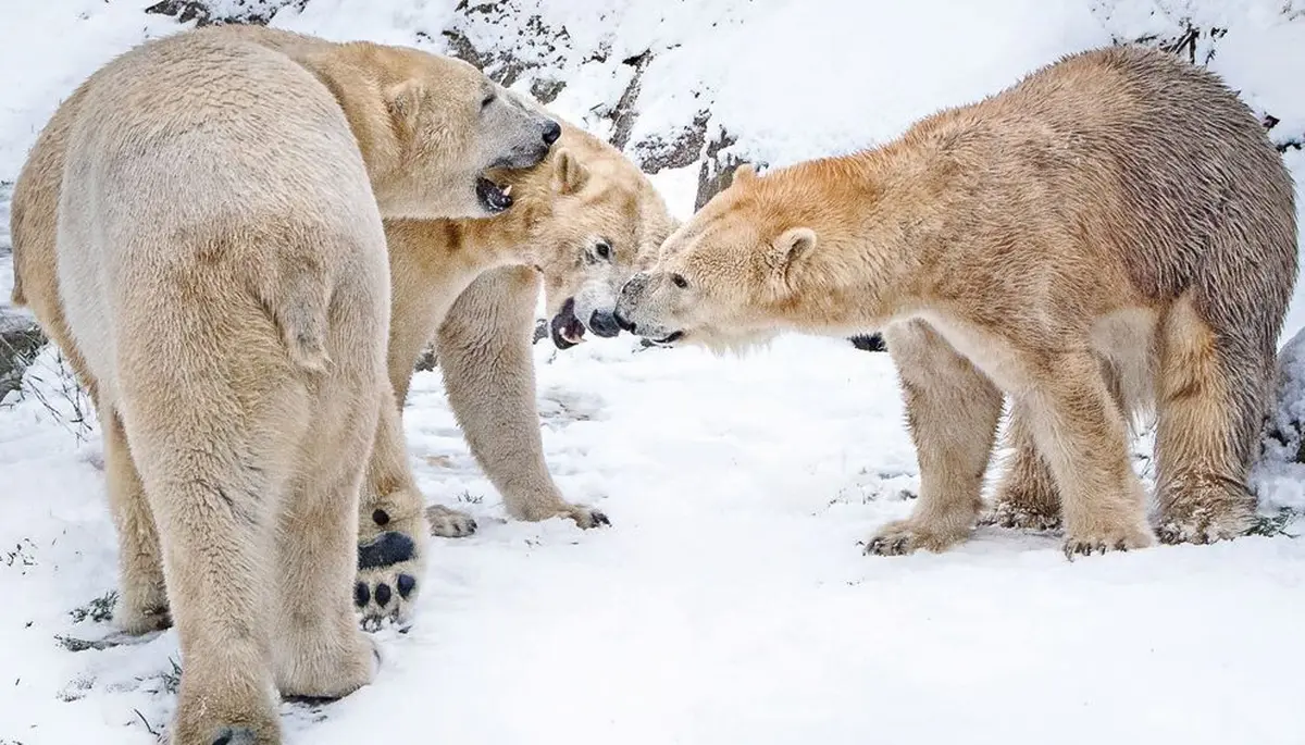 Les ours polaires ne craignent pas vraiment la bise alsacienne !