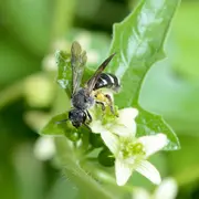 Que serait une soupe sans pollinisateurs ?