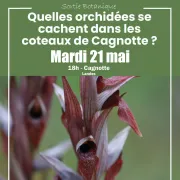 Quelles orchidées se cachent dans les coteaux de Cagnotte?