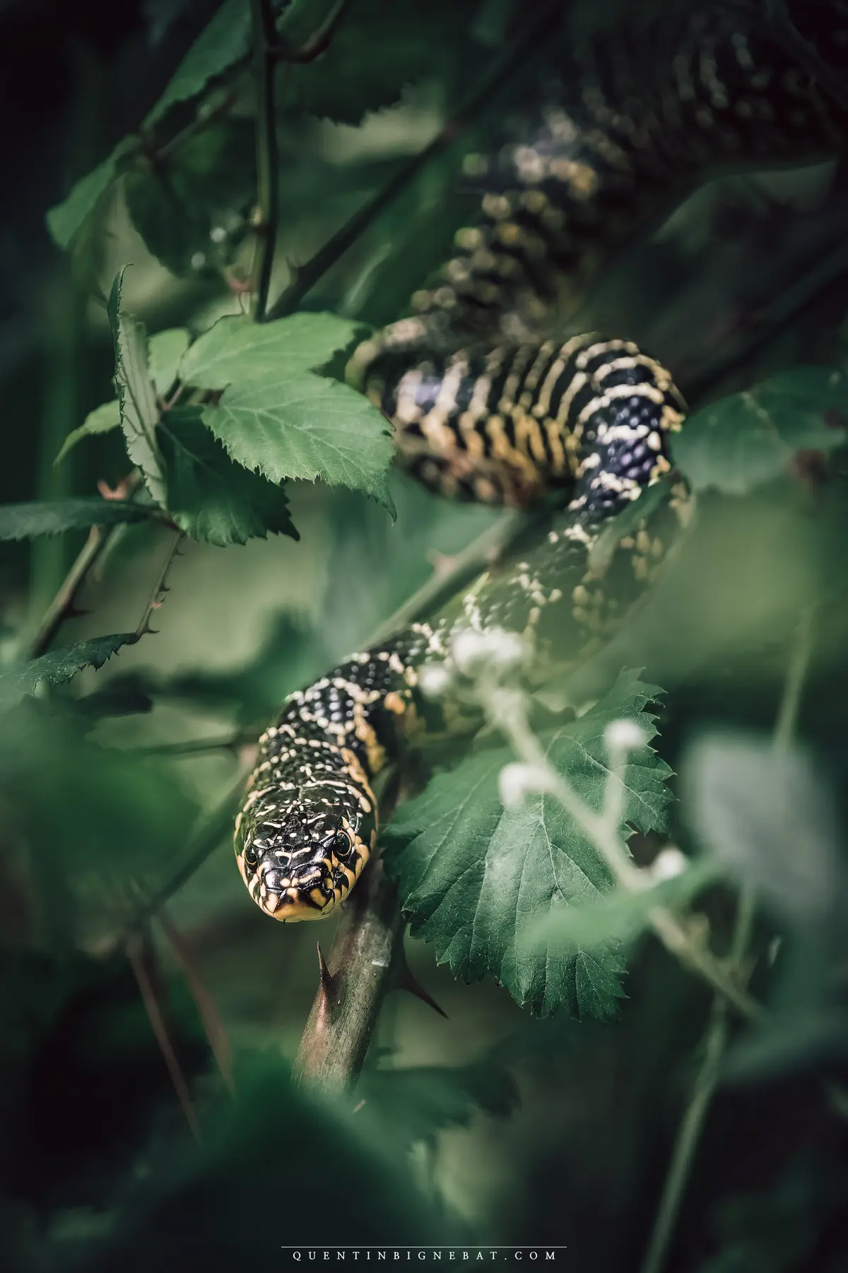 Quentin Bignebat - Photos Animalières des Landes