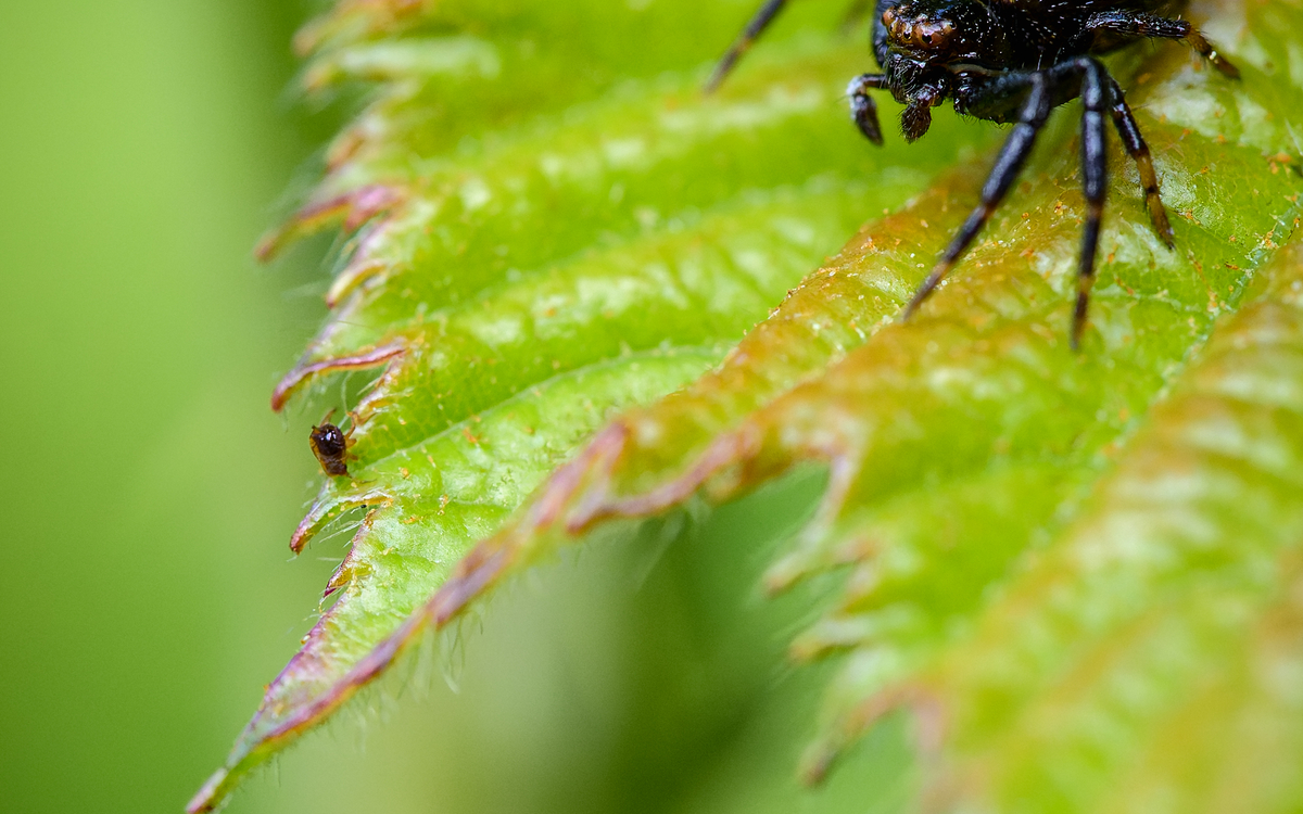 28_Frederic_Combeau_-_Araignee_Napoleon_Synema_globosum