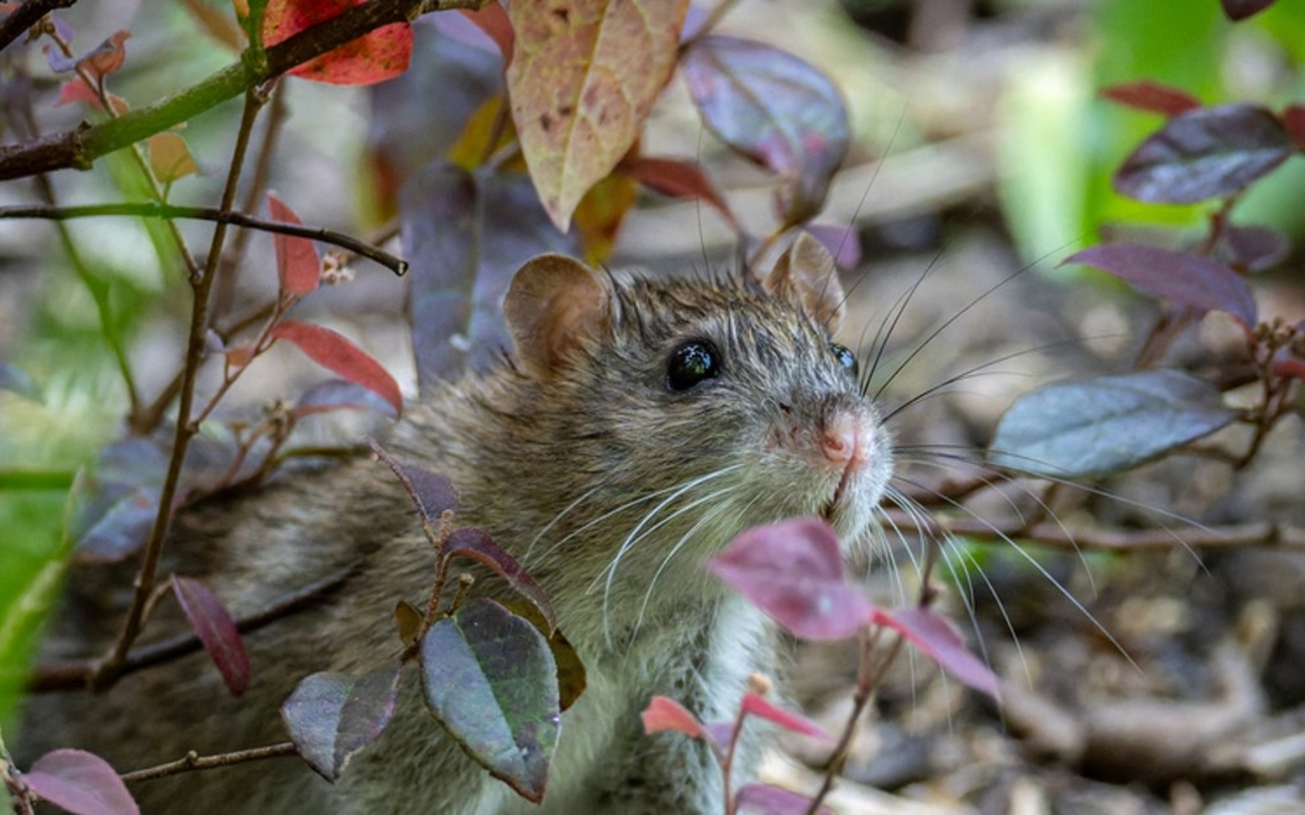 Quiz des mammifères de Paris