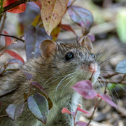 Quiz des mammifères de Paris