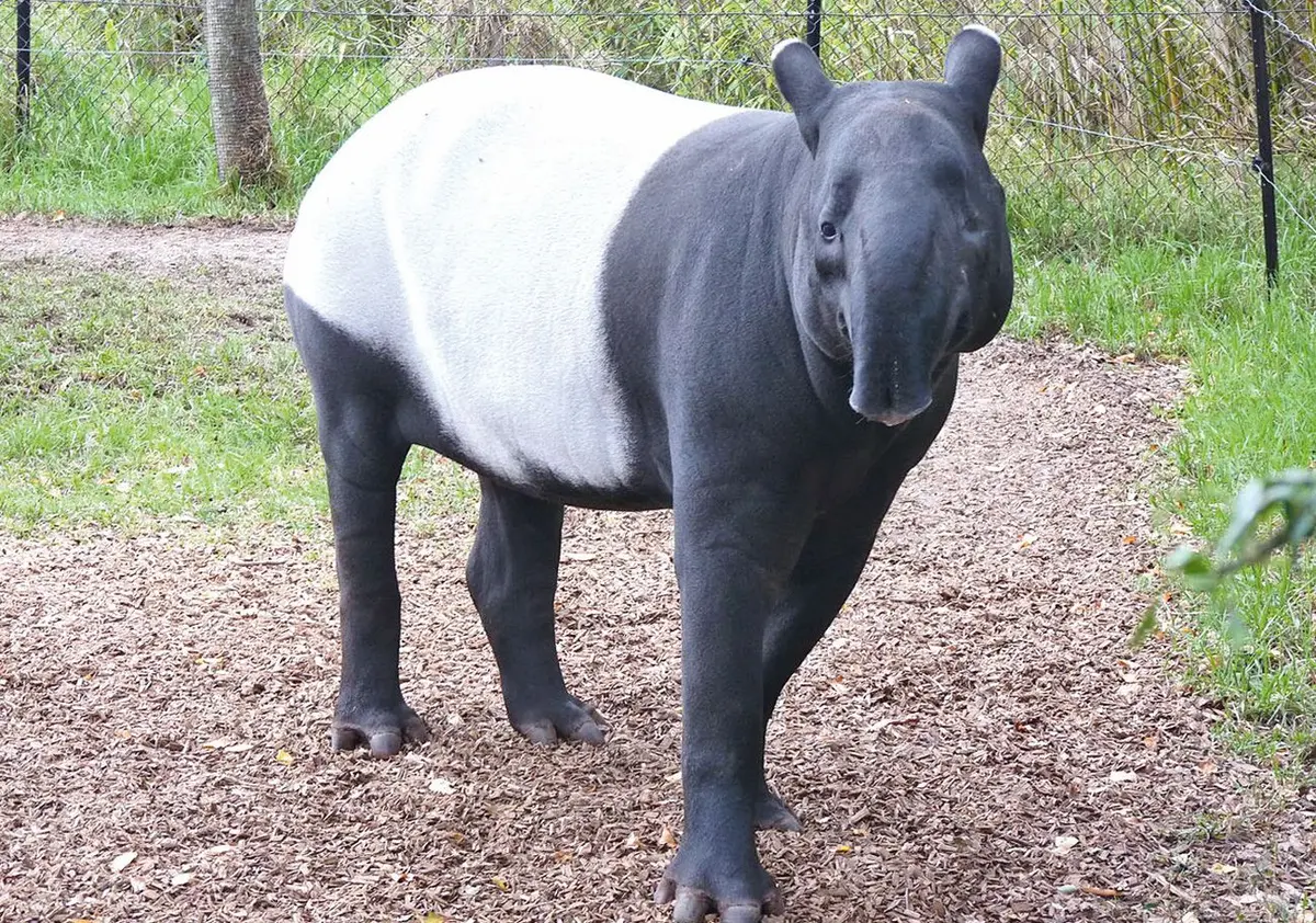 Un tapir malais