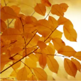 Racontines d'automne
