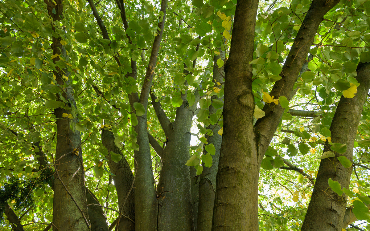 20_Arbre_remarquable_n118083_ORME_SAPORO_AUTUMN_GOLD_-_Frederic_Combeau