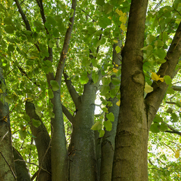 Rallye arbres pour les plus jeunes