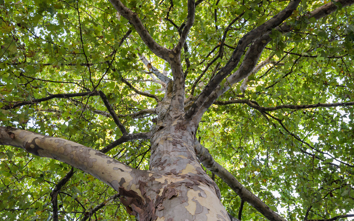 27_Arbre_remarquable_n274242_Platane_commun_Platanus_hispanica_platane_a_feuilles_derable_-_Frederic_Combeau