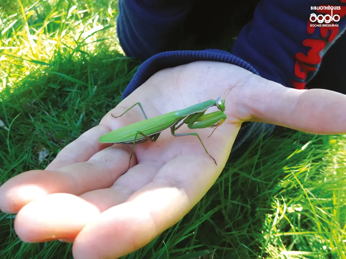 Rallye nature - Les insectes et leurs super-pouvoirs