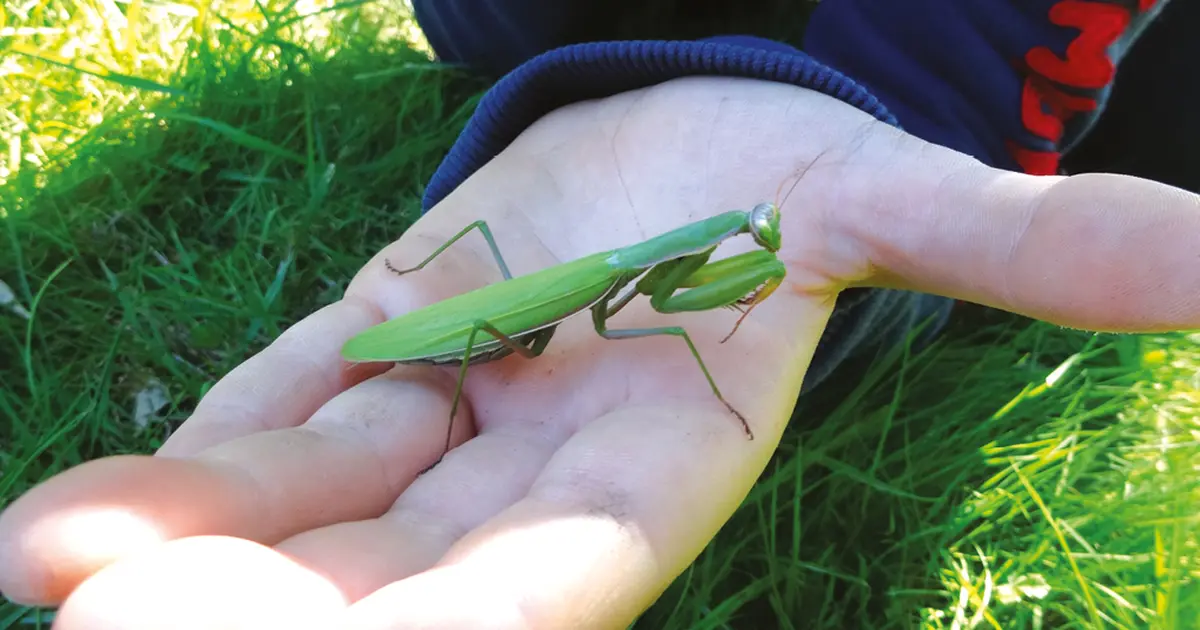 Rallye nature - Les insectes et leurs super-pouvoirs