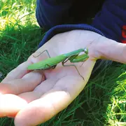 Rallye nature - Les insectes et leurs super-pouvoirs
