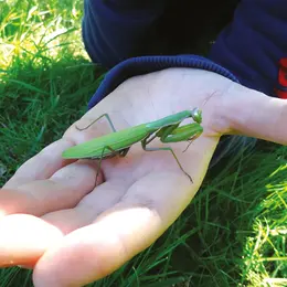 Rallye nature - Les insectes et leurs super-pouvoirs