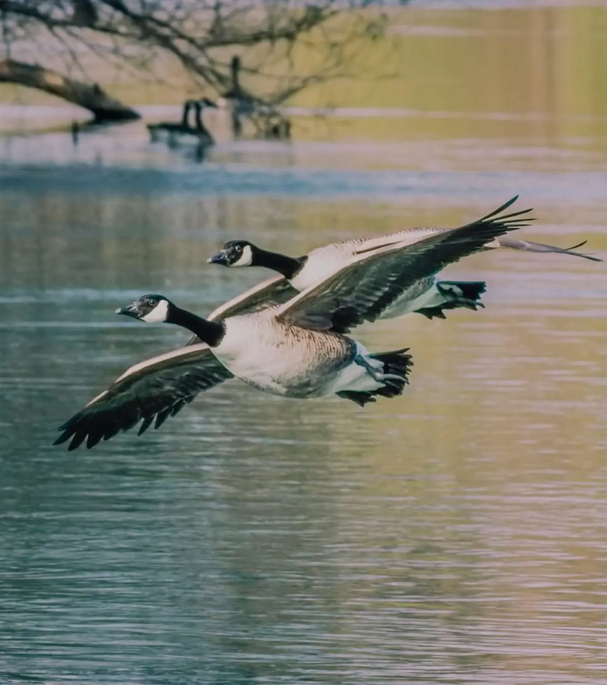 Rallye photos en autonomie : Les animaux ailés de Maisons-Laffitte