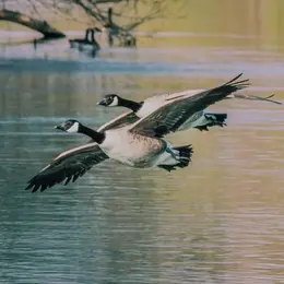 Rallye photos en autonomie : Les animaux ailés de Maisons-Laffitte