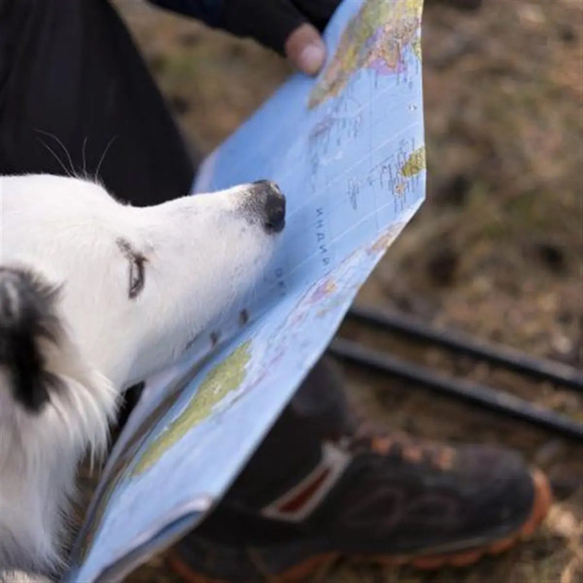 Rallye-photos en autonomie : un animal fugitif à Reuilly