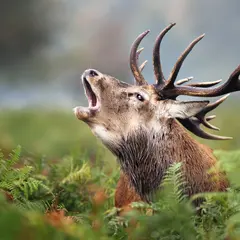 Rando brame du Cerf