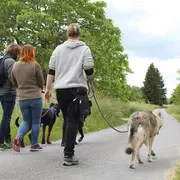 Rando canine et marché artisanal