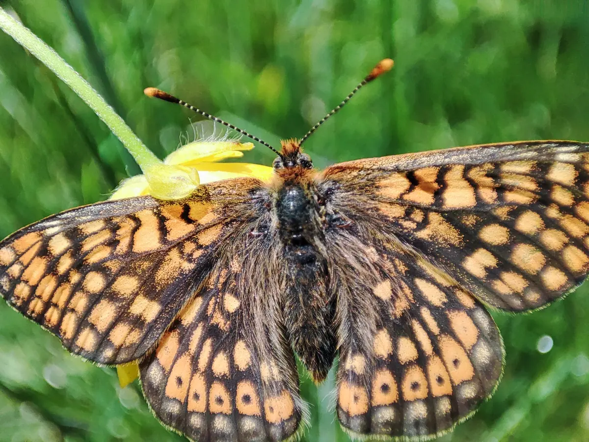 Rando découverte du site des prairies humides de la Fond du  Loup