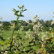 Rando douce - Tournon-d'Agenais