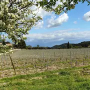 Rando vino des Alpilles au Mas de Gourgonnier