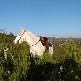 Randonnée à cheval en pension complète ou à la journée aux Ecuries du Petit Roman