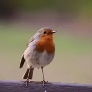 Randonnée accompagnée à l'écoute des oiseaux chanteurs