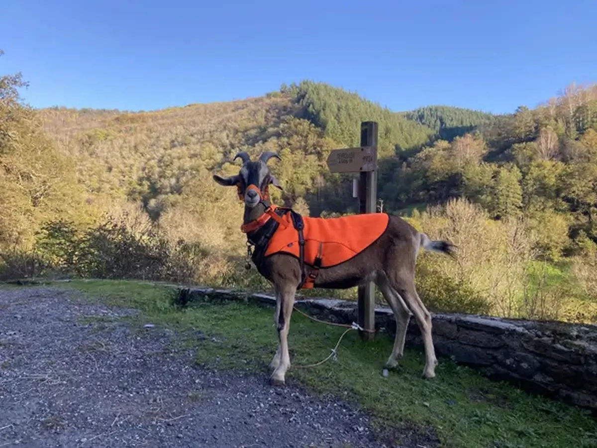 Randonnée accompagnée avec des chèvres de bat