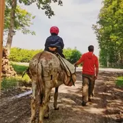 Randonnée accompagnée avec les ânes