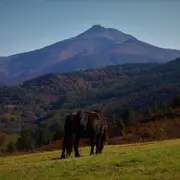 Randonnée accompagnée : Le pottok, cheval basque