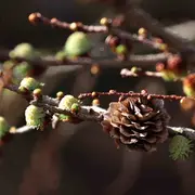 Randonnée accompagnée : pister la nature