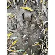 Randonnée accompagnée : pister la nature