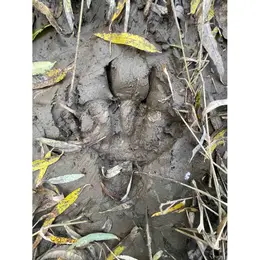 Randonnée accompagnée : pister la nature