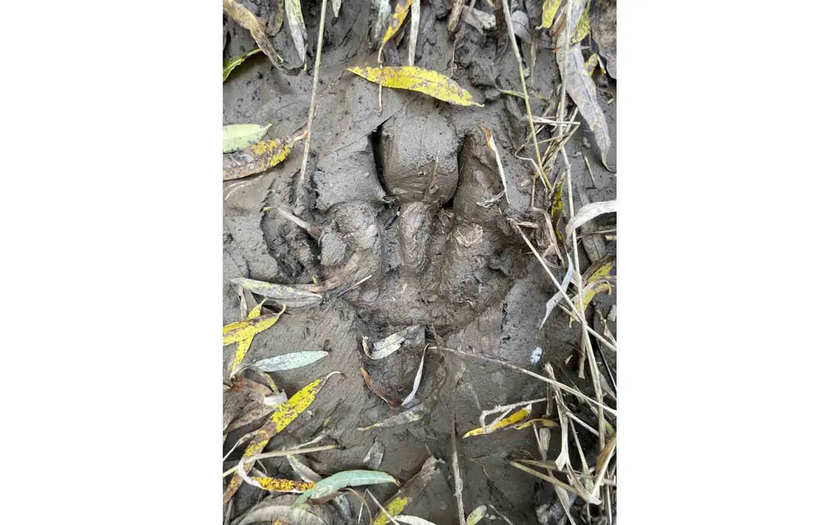 Randonnée accompagnée : pister la nature