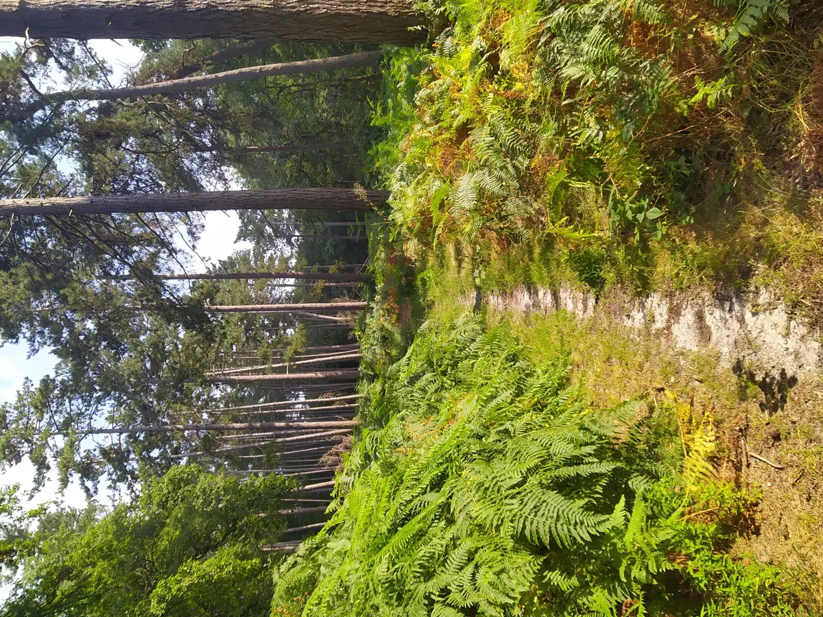 Randonnée-bivouac Tour de la forêt d'Halatte