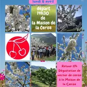 Randonnée Blanche (dans les cerisiers en fleur)