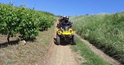 Randonn&eacute;e Buggy &agrave; Couches dans les vignobles bourguignons