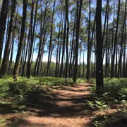 Randonnée commentée «Histoires de bois et de forêt»