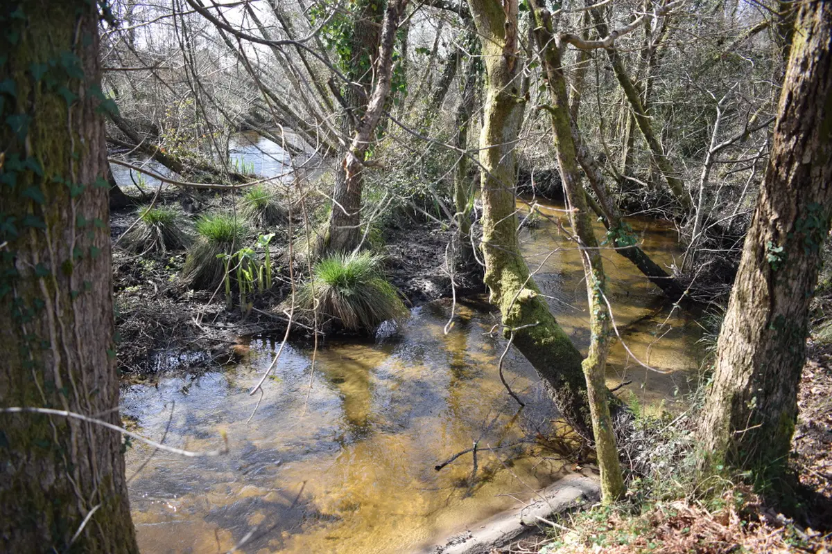 Randonnée commentée  «Histoires de forêt et d’eau»