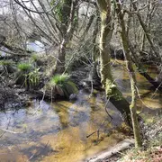 Randonnée commentée  «Histoires de forêt et d’eau»