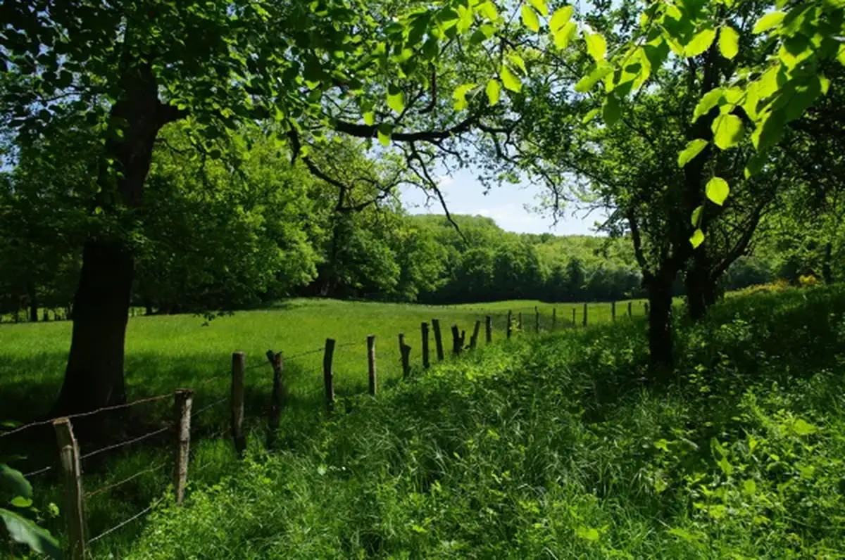 Randonnée dans la fraîcheur du matin Sauveterre - Les Cayroux - Les Escourgats