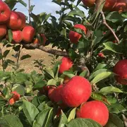 Randonnée des Vergers des Beaumonts