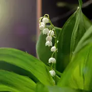 Randonnée du Muguet