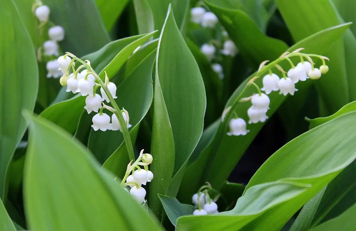 Randonnée du muguet