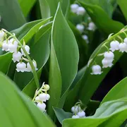 Randonnée du muguet