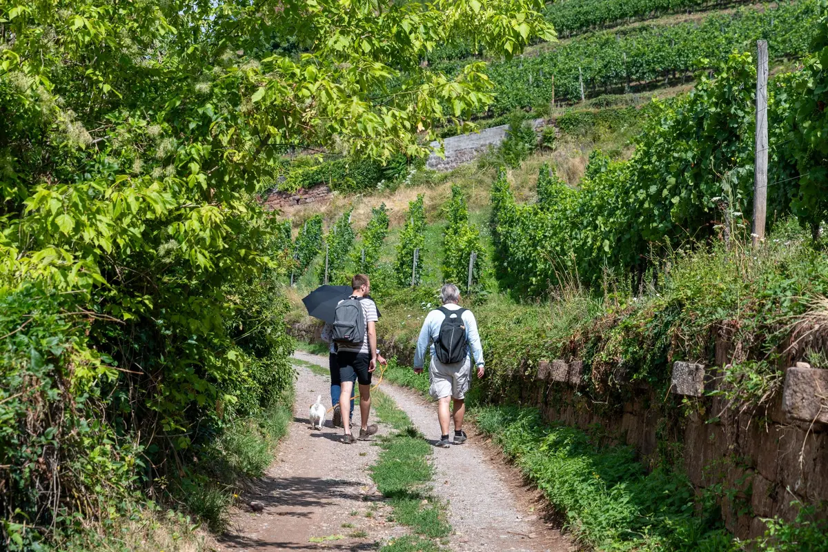 Randonnée en itinérance douce autour de Guebwiller et Soultzmatt : un nouveau circuit de 3 jours entre vignobles et forêts