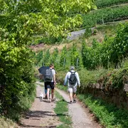 Randonnée en itinérance douce autour de Guebwiller et Soultzmatt : un nouveau circuit de 3 jours entre vignobles et forêts