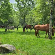 Randonnée équestre